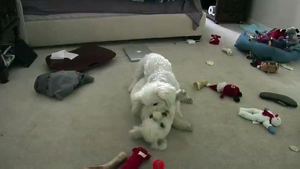 Bichon Frise Dogs Play Fighting