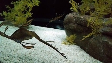 Oceanário de Lisboa