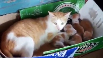 Funny Videos Cats | Cute Dog Baby Compilation