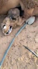 اونٹوں کی لڑائی کتنی خطرناک ہوتی ہے WATCH N SHARE