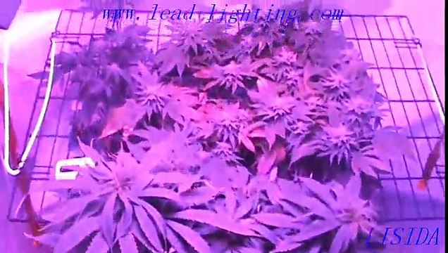 indoor led grow light with wholesale price