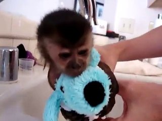 Baby Monkey Gets A Bath