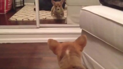 Funny Animals & Mirrors