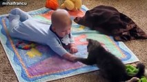 Lustige Videos Von Katzen Und Babys Zusammenstellung 2014 [NEU]