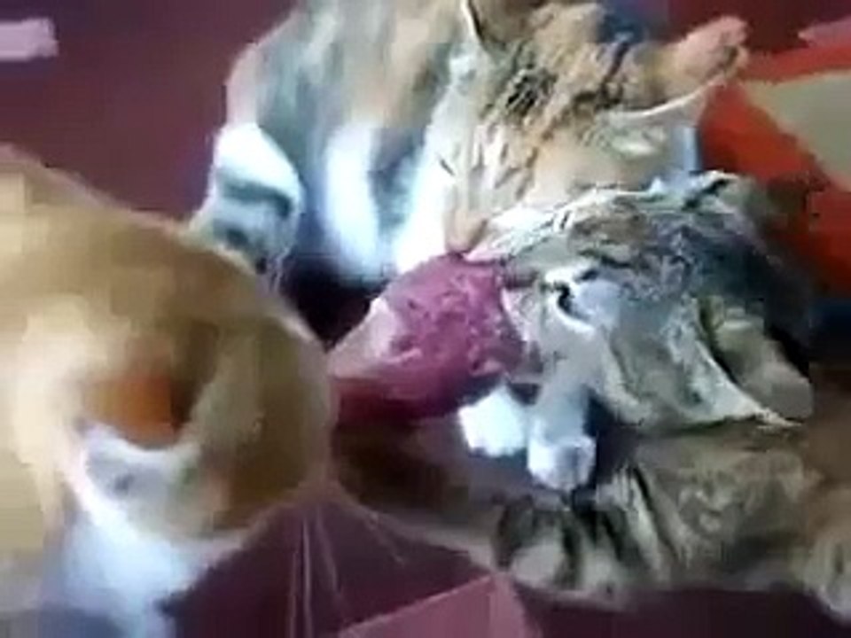 crazy pepole cats funny video clips victorious  Three cats funny cats