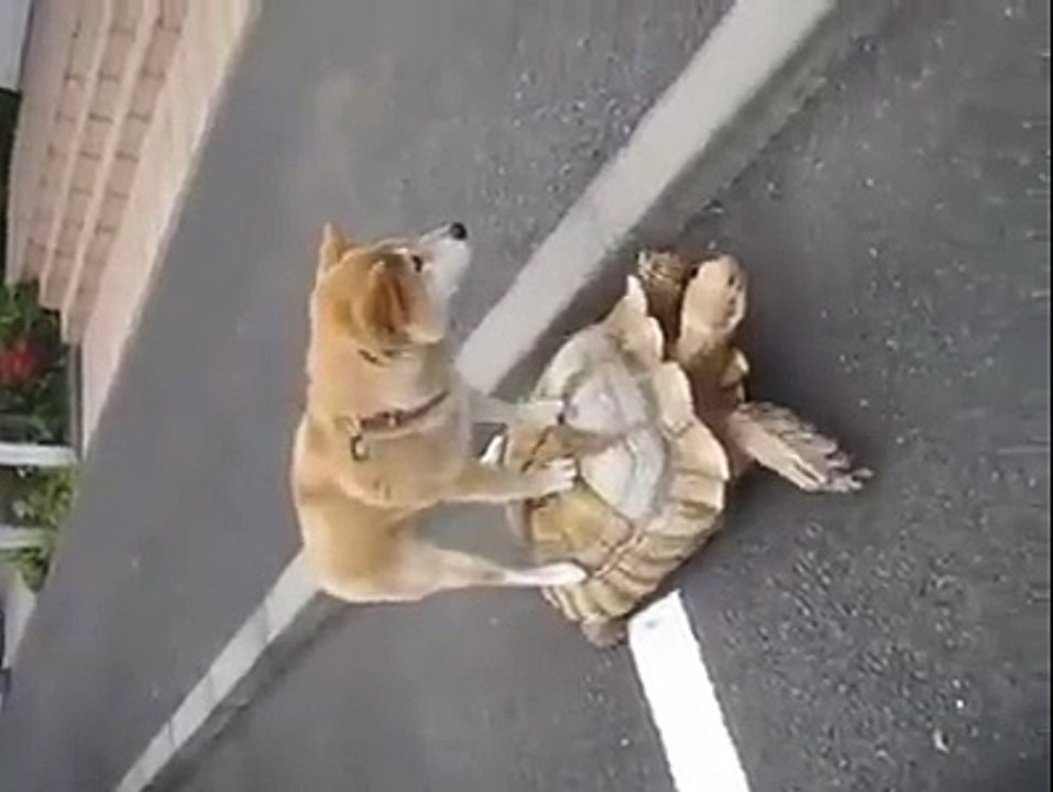 Great Love Between Tortoise And Dog