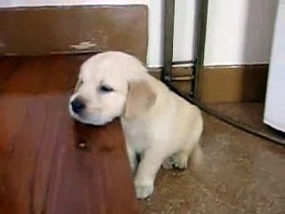 Funny Sleeping Golden Retriever Puppy