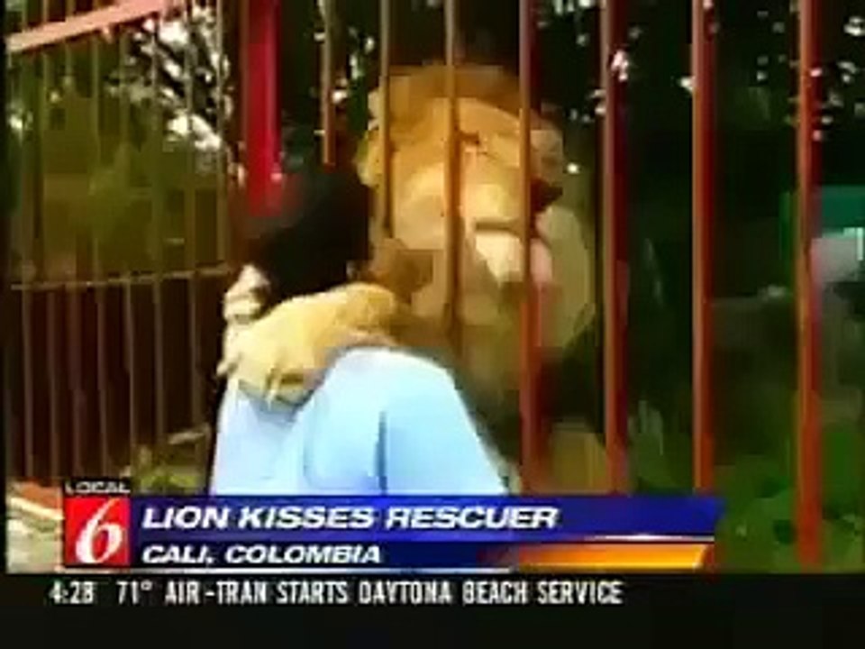 lion love man
