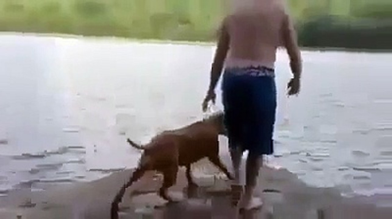 dog try to save life
