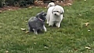 Bichon Frise & Toy Poodle mix & Shih Tzu mixed with Toy Poodle