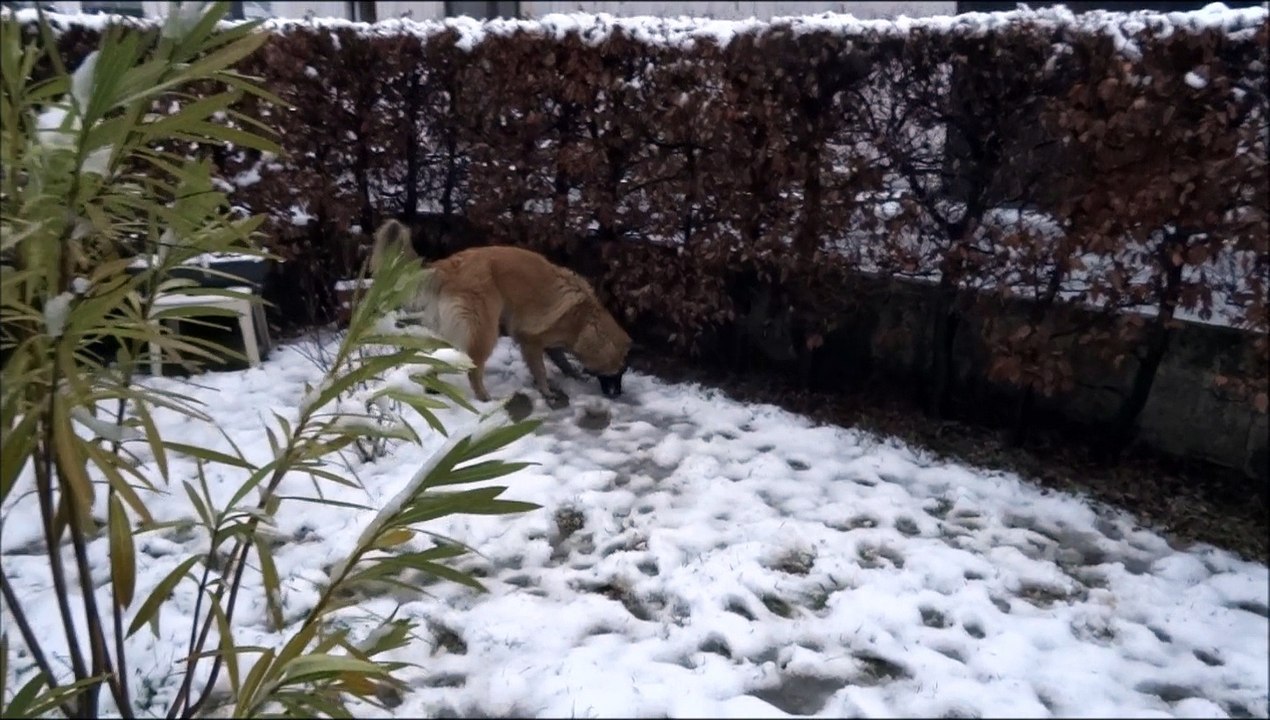 JEDAYE et la première neige