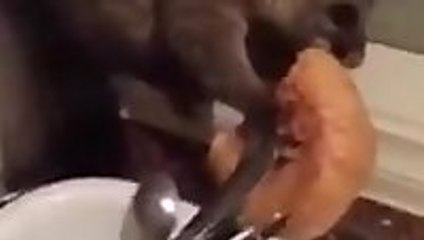 Possum breaks into house and steals bread