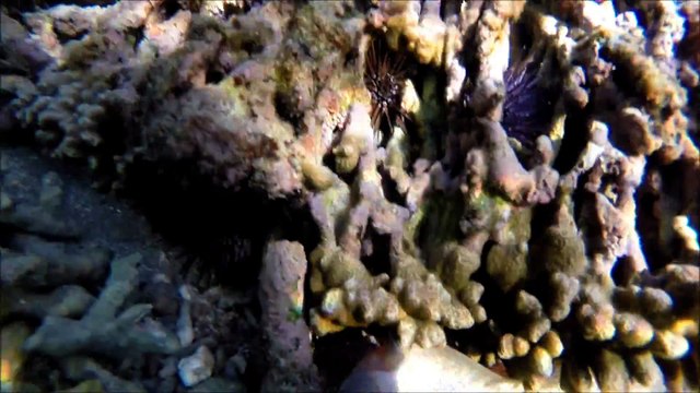 LA REUNION La Saline - Plongée PMT (Palmes Masque Tuba) dans le lagon le 21/12/2014