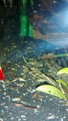 160L - Rio Tapajos Peckoltia L134, Hypancistrus L260