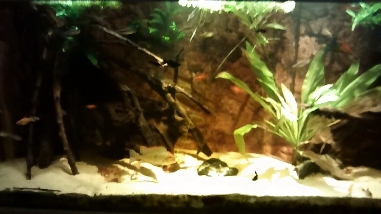 450L - Geophagus SP Rio Tapajos Red Head