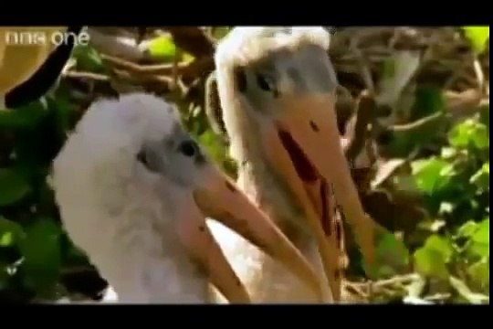 Punjabi Dubbing talking Animals very funny must watch