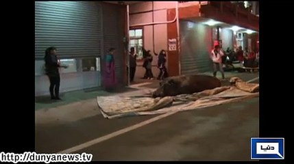 Hippo Jumps From Moving Truck in Taiwan