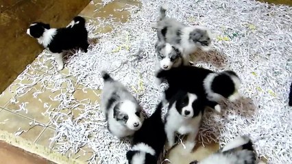 Cachorros Sally & Sky 24  Diciembre - 2ª Parte