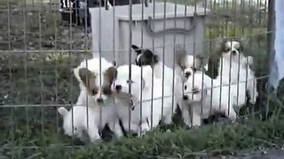 Bender Farm Bichon Frise and Papillon Puppies