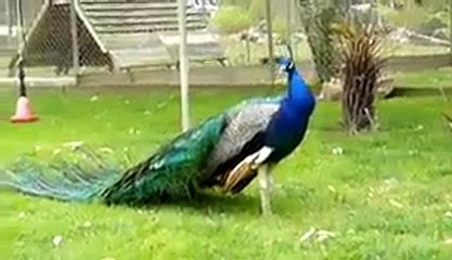 VID-20141225-WA0030.mp4