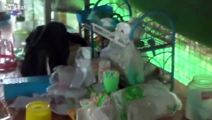 Catch King Cobra with Bare Hand