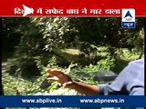 SHOCKING VIDEO- White tiger kills youth at Delhi zoo!