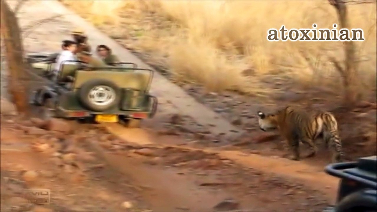 Awesome tiger attack.[Scenes +18]