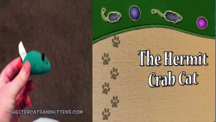 The Hermit Crab Cat Video: A Cute and Funny Kitten Under the Laundry Basket