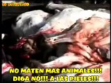 No a la Matanza De Animales - DIGA no a las PIELES mira como SACRIFICAN a estos animalitos