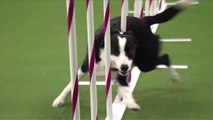 Gagnant du Masters Agility Championship 2015