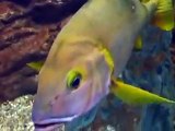 The Atkas, mackerels,Sea breams, Mackerel Herrings in Japan Aquarium Video deep sea