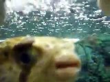 The funny face!,burrfishes in Japan Aquarium Video sea water marine deep sea ocean creature