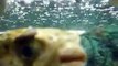 The funny face!,burrfishes in Japan Aquarium Video sea water marine deep sea ocean creature
