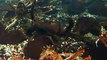 The long legs! giant crabs in Japan Aquarium Video sea water marine deep sea ocean