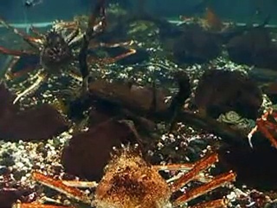 The long legs! giant crabs in Japan Aquarium Video sea water marine deep sea ocean