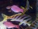 ☆The variety of colorfull fishes in Japan Aquarium Video sea water marine deep sea tropical