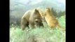 Biggest wild animals fights.Part 2.NOT FOR SENSITIVE VIEWERS!
