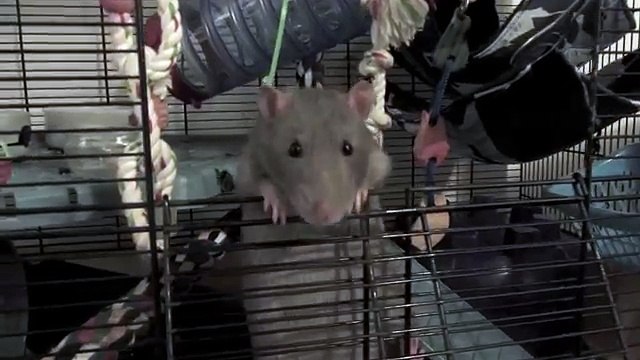 Too cute_ Cheeky Pet Rat creeps up on his doggy pal and steals some dinner _) - YouTube