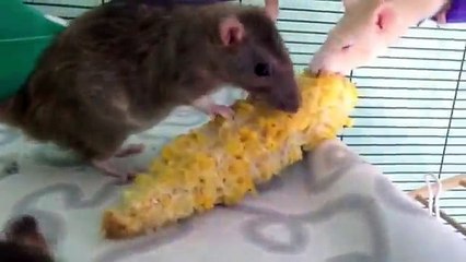 What pet rats should NOT eat - YouTube