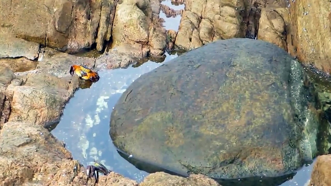 Un poulpe s'attaque à un crabe en Australie