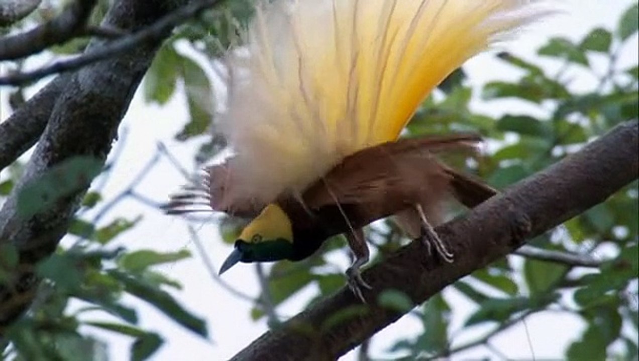 Oiseaux de paradis
