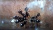 Ants Expel Waste In Designated ‘Toilet’ Areas