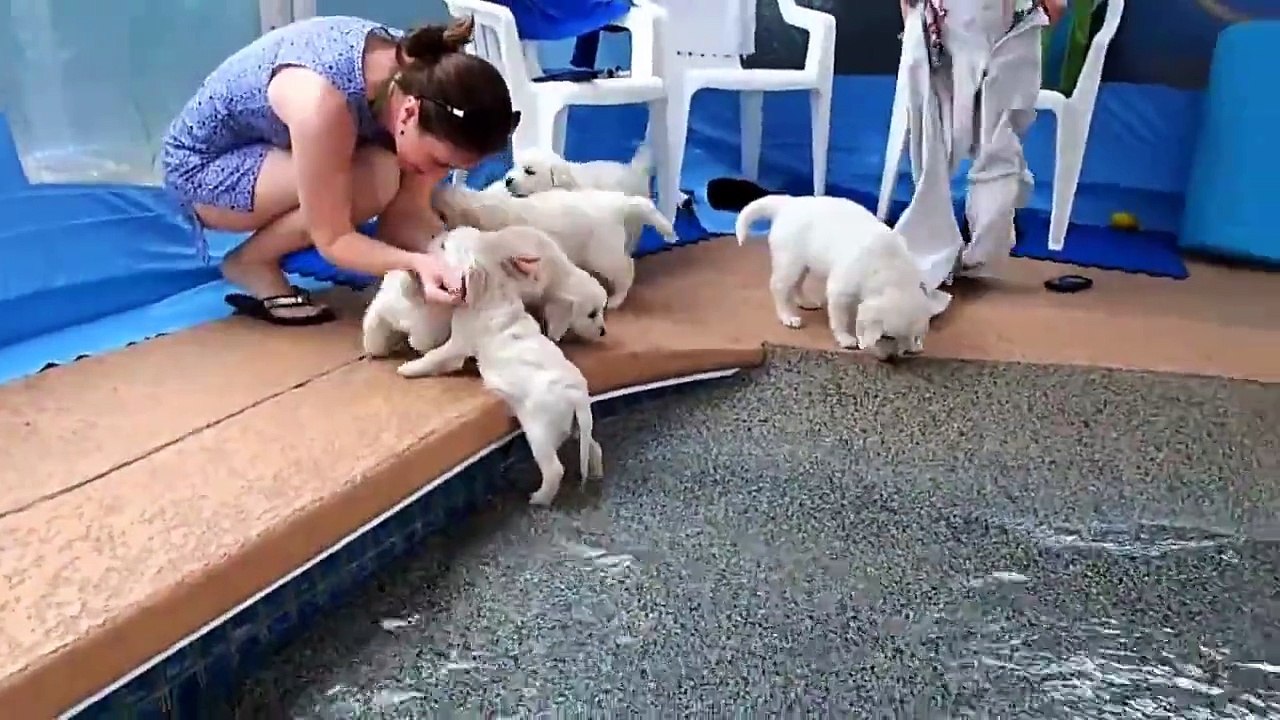 İlk defa su gören tatlı mı tatlı köpek yavruları...