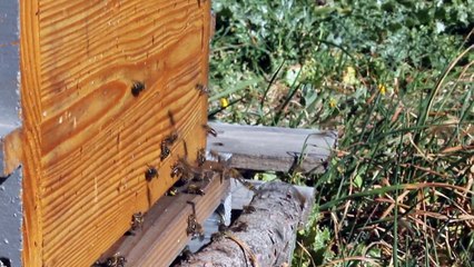 18/02/2015 Abeilles citadines ruche Warré