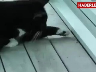 Kedinin Cesareti Hayrete Düşürüyor