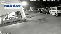 Mumbai_ Stray dog chases away leopard from housing complex