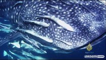 الفيلم الوثائقي : زيارة قرش الحوت - كاملا