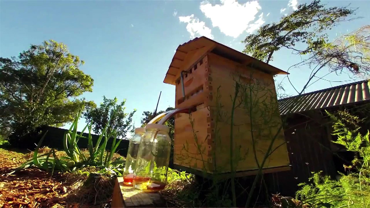 Flow Hive, la ruche qui permet une apiculture sereine pour les abeilles