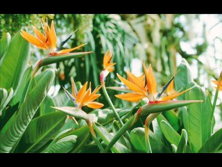 Yara Tar Aghe Kali Ta Ma Raza