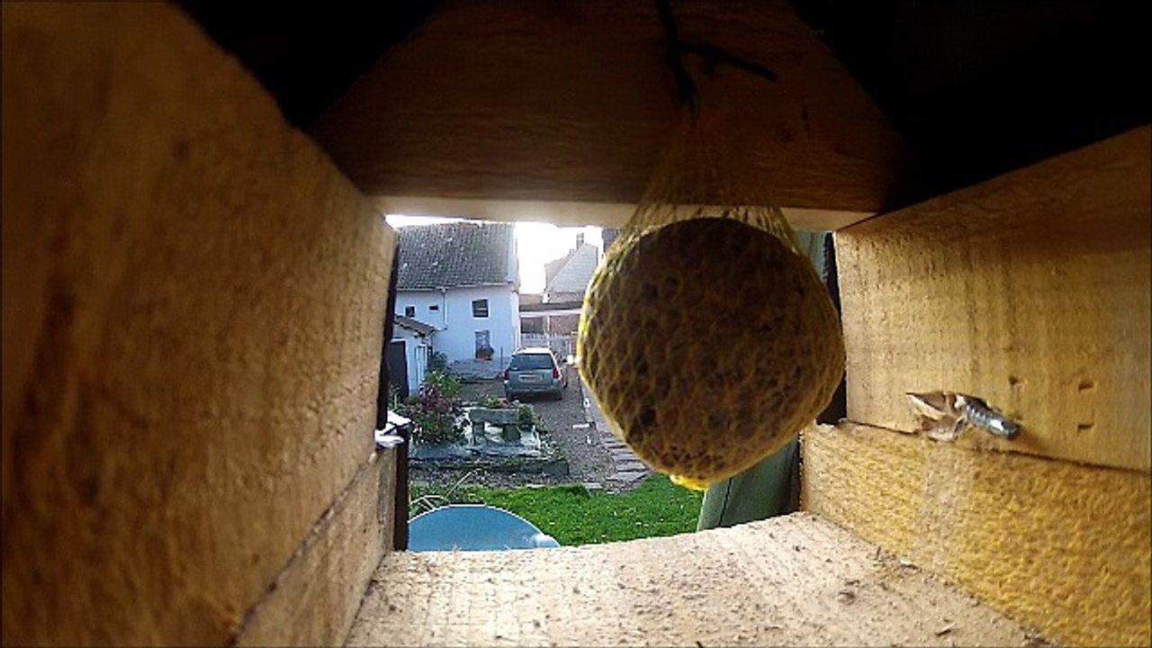Mésange et boule de graisse capturée par une Go Pro Hero 2